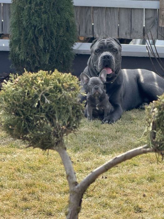 Cane corso Italiano-сірого окрасу