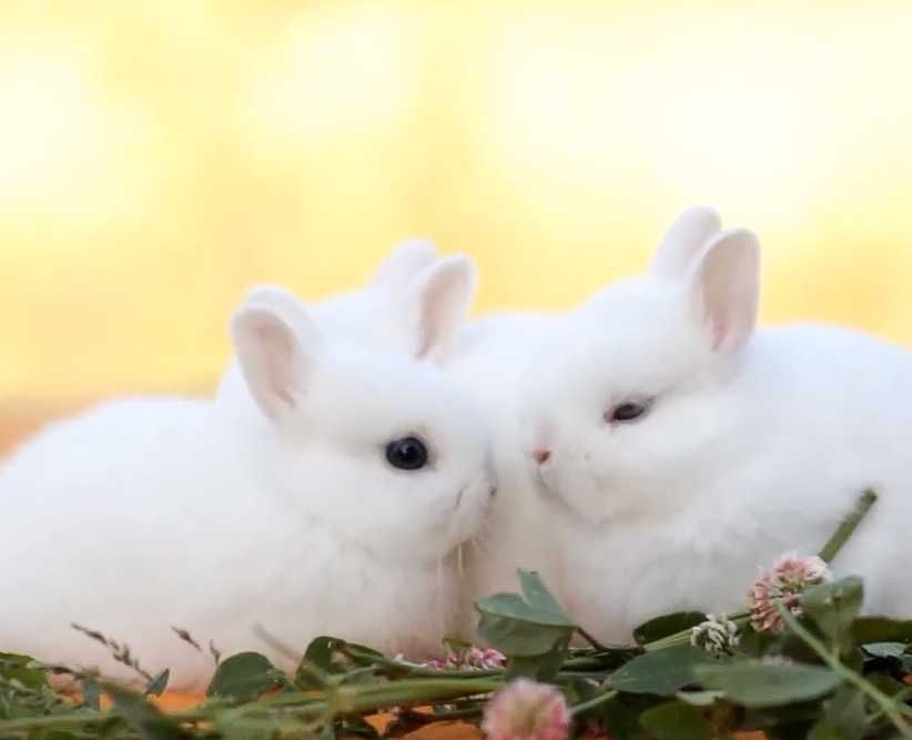 В Чернівцях! карликовий кролик Гермелін,розплідник,міжнародний паспорт