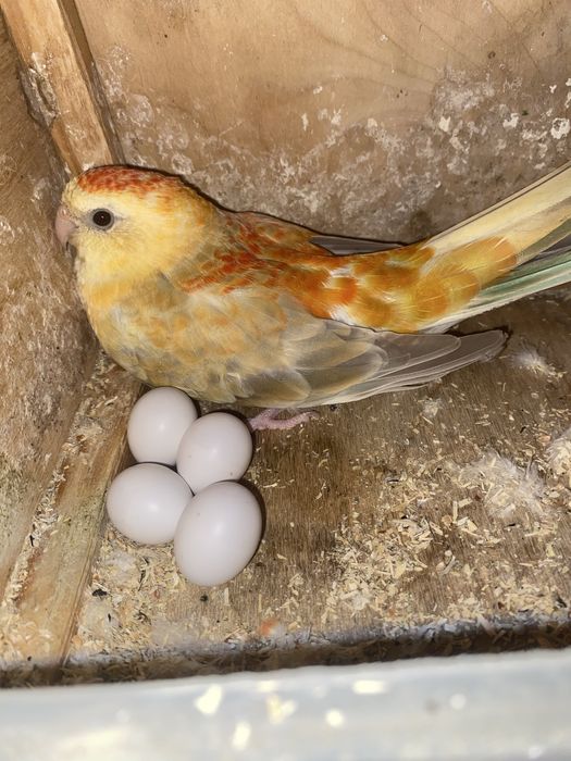 Disponivel todo o meu plantel de aves