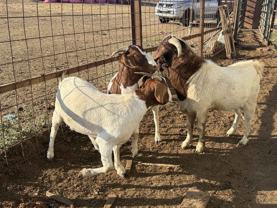 Cabras boer 2 anos