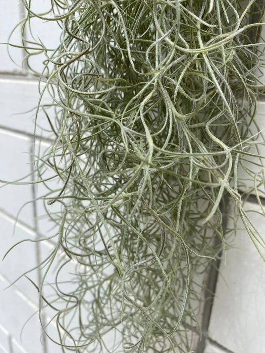 Тілландсія Усневидная