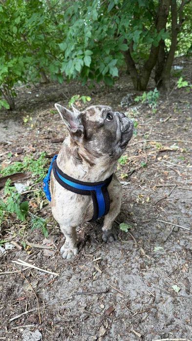 Вязка!Французский бульдог мини голубой мерле