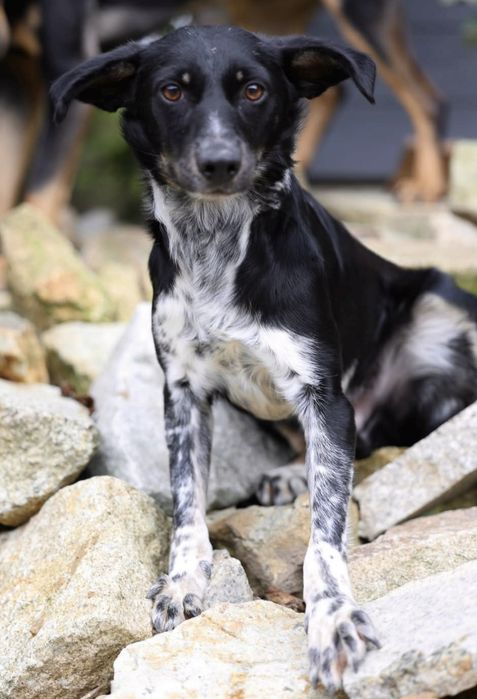 Do adopcji roczny samiec