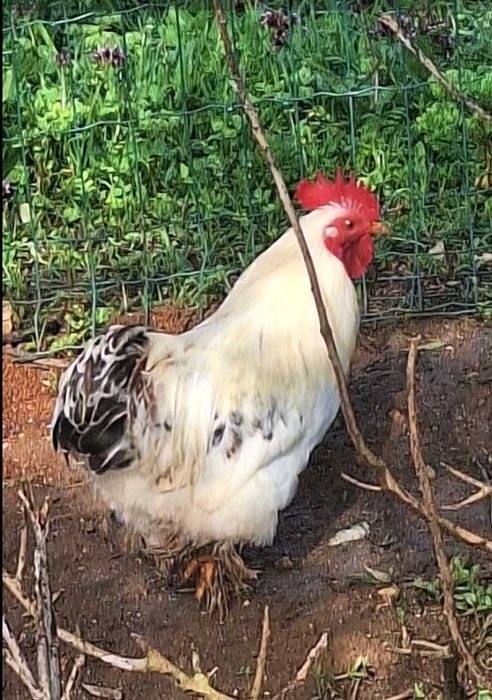 Galo Pekin Bantam.