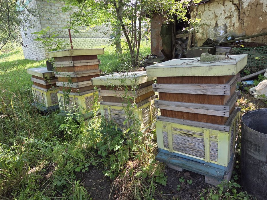 Вулики з очерету (камыша) Дадан