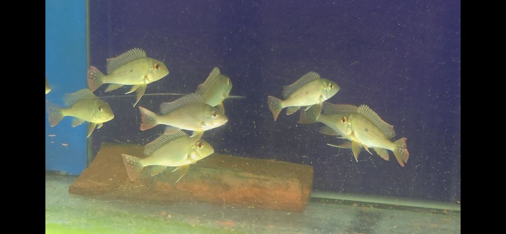 Geuphagos surinamensis