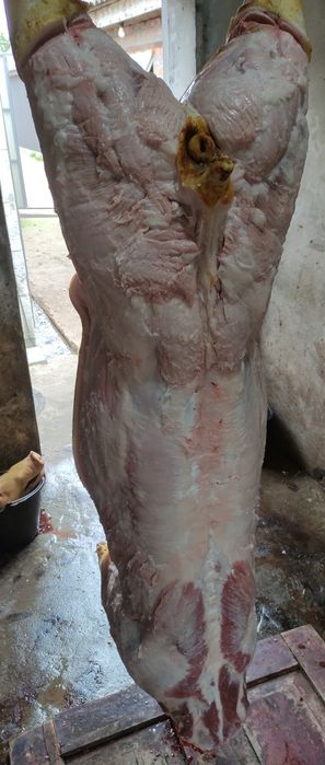 Продам тушку, полутушку домашньої свинини.