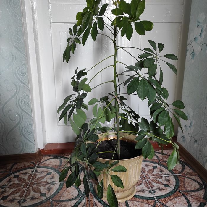 Продам вазон ШЕФФЛЕРА