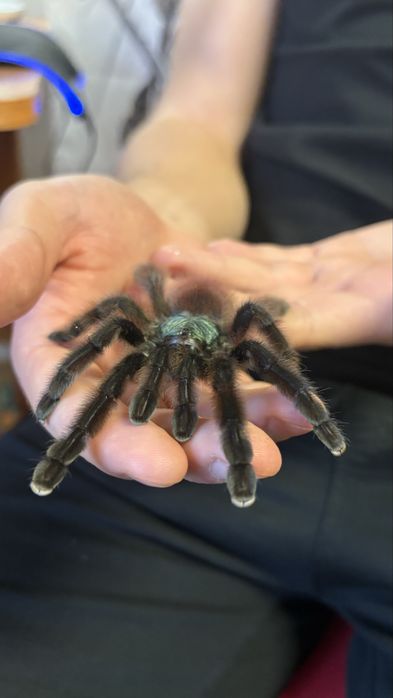 Caribena versicolor pająk ptasznik l1