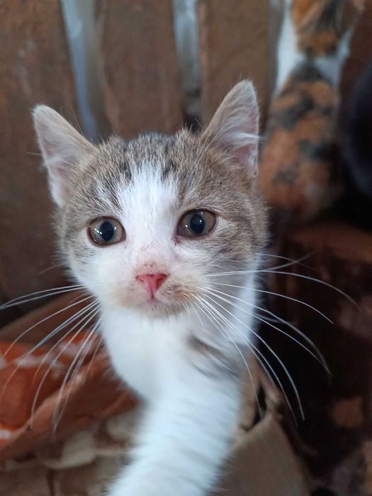 Oddam kota w dobre ręce