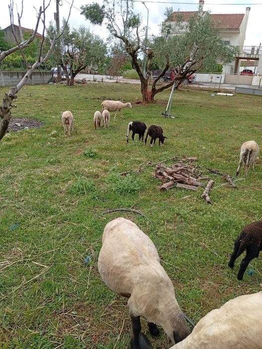 Para Mudar de pasto três Ovelhas  merino alemã