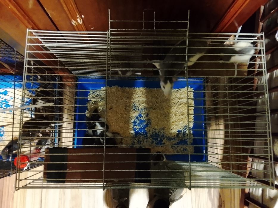 Szczurki szukają domòw