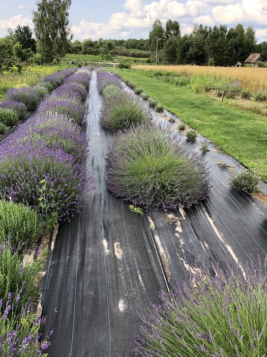 Лаванда сушена, відібрана