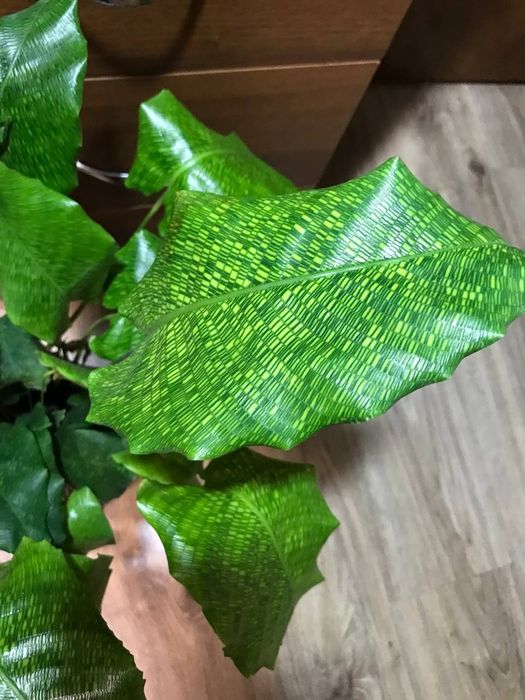 Калатея Нетворк  Мозаичная