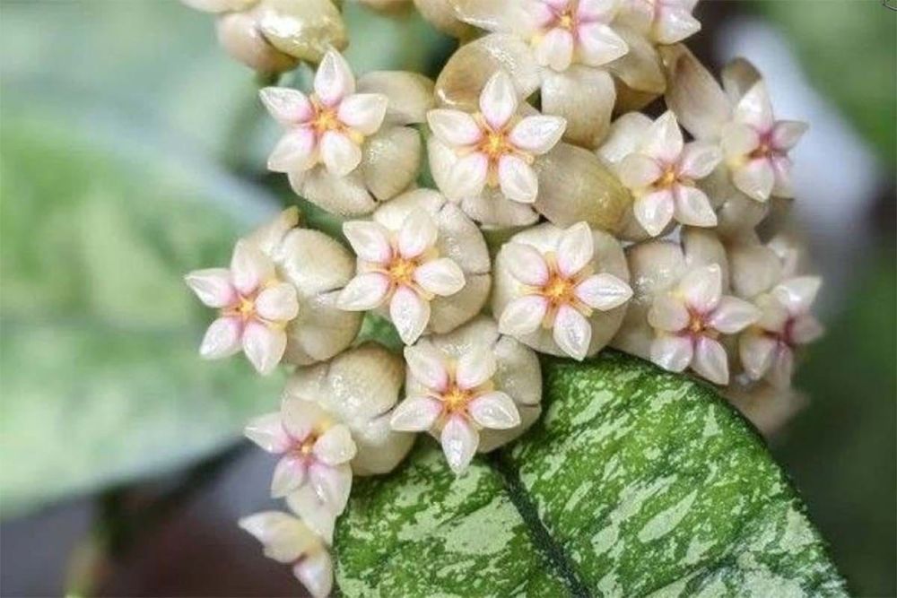 Hoya crassiopetiolata splash