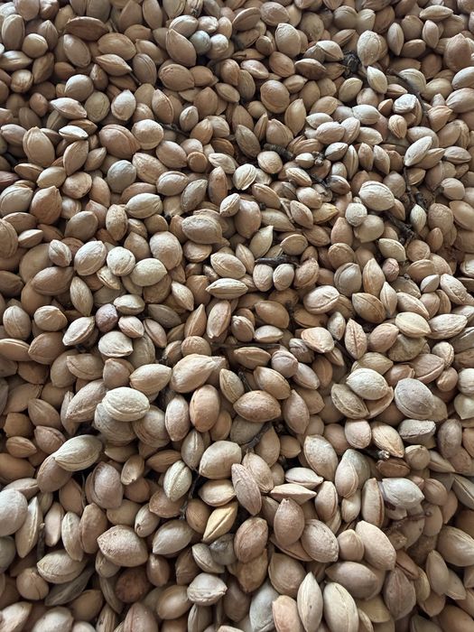 Продам кісточки аличі (150 кг) — опт та роздріб