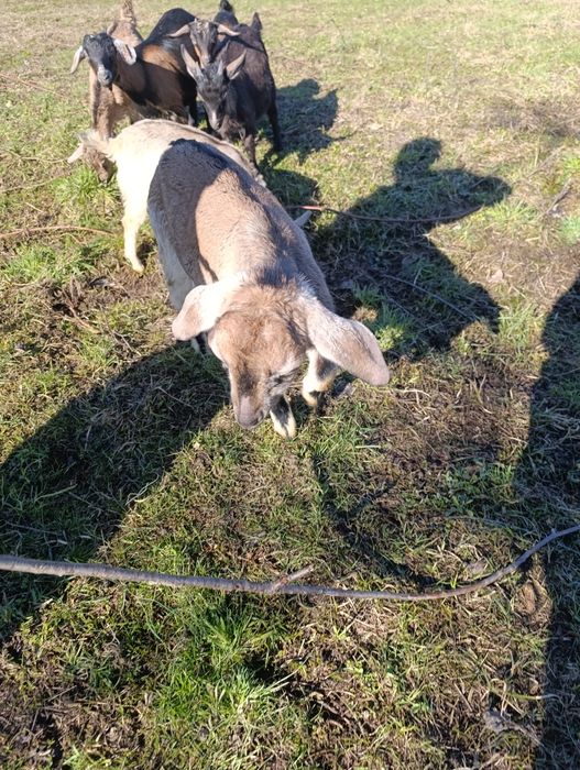 Кози кізоньки % нубійки