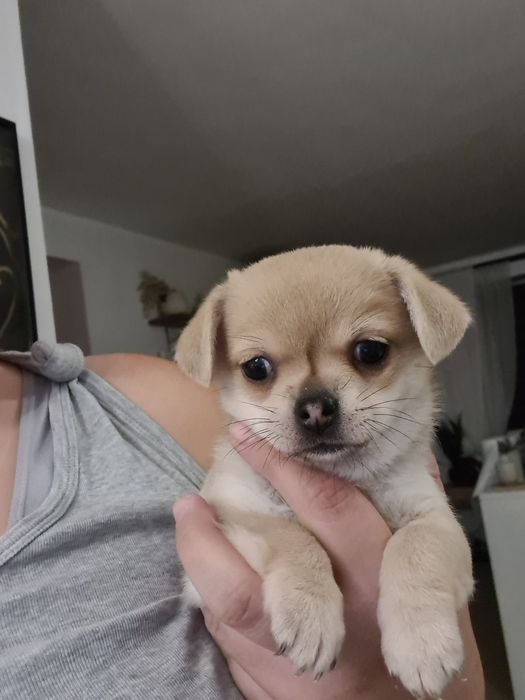 *Delia * Sunia chihuahua