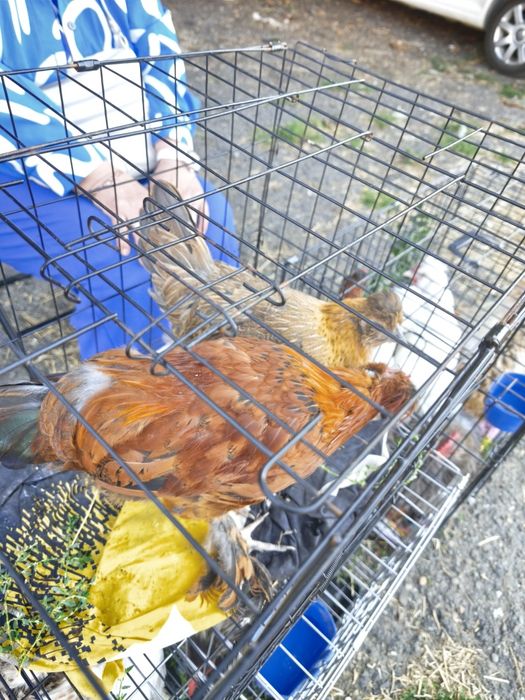 Продам карликових курочок та півнів