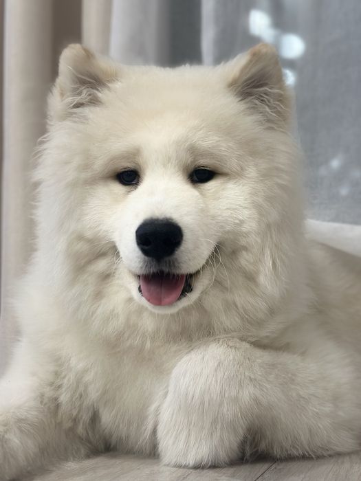 Pies rasy Samoyed Strzelno • OLX.pl
