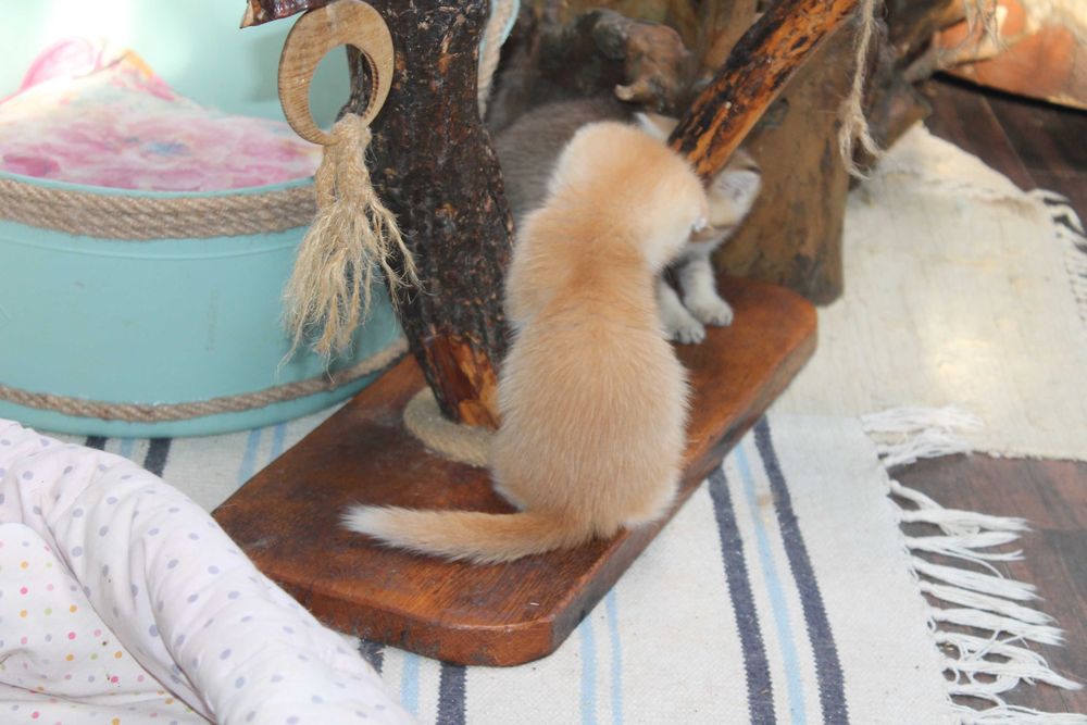 Шотландський фолд з яскравим відтінком золота