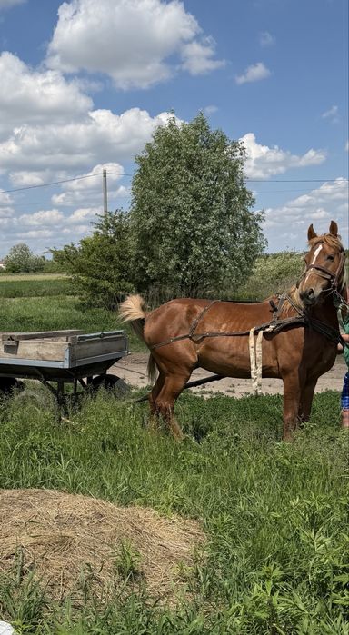 Продам робочего жеребця. Дуже винослівий та гарний.