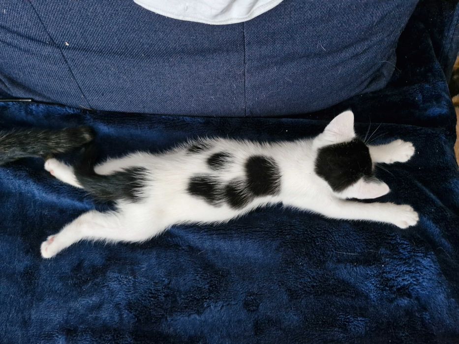 Adopcja słodkich kotków