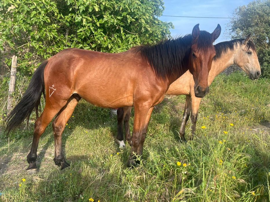 Poldro Lusitano de 2 anos