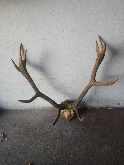 wieniec jelenia poroże jelenia