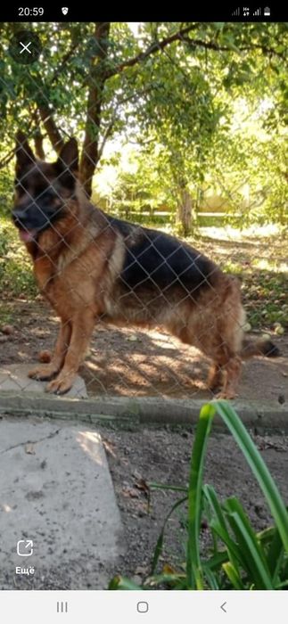 Немецкие щеночки