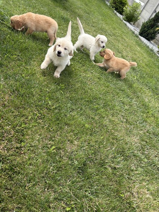 Golden retriever