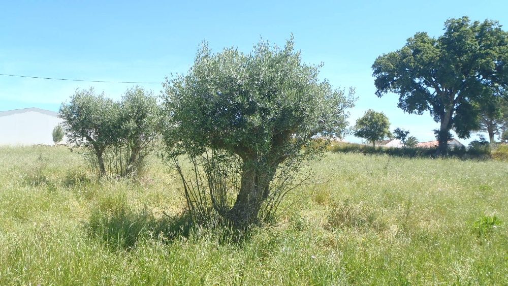 Troca Autocaravana ou vendo Quintinha Santarém  4500 casa p recuperar