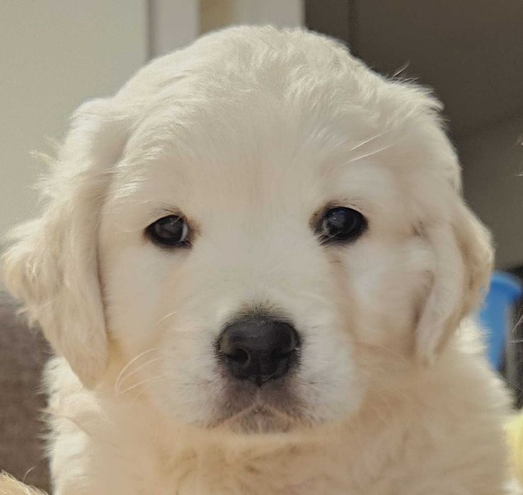 Golden Retriever com Lop