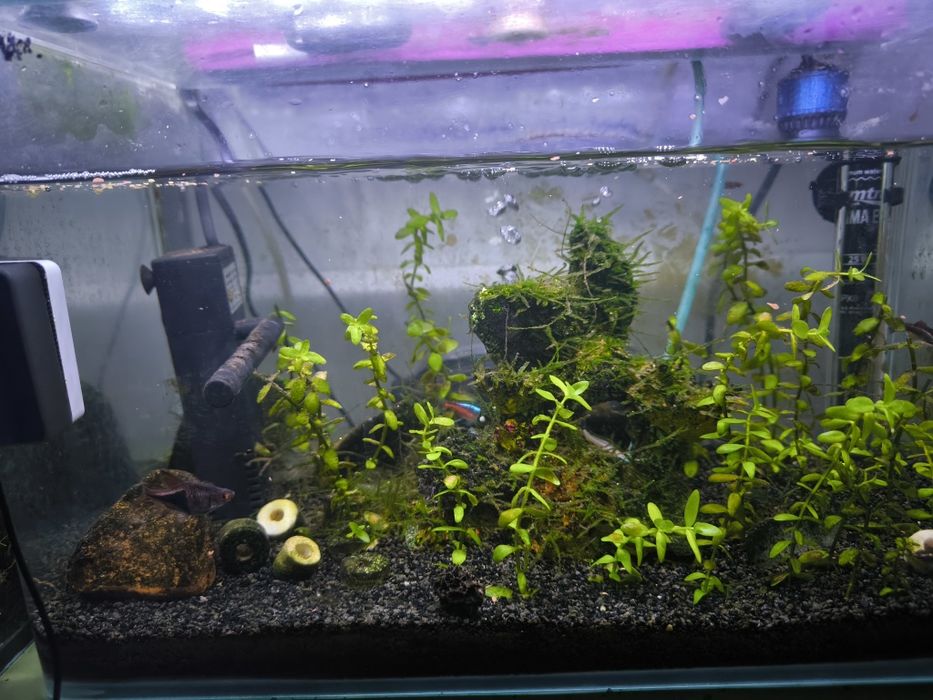 Aquário de peixes completo.