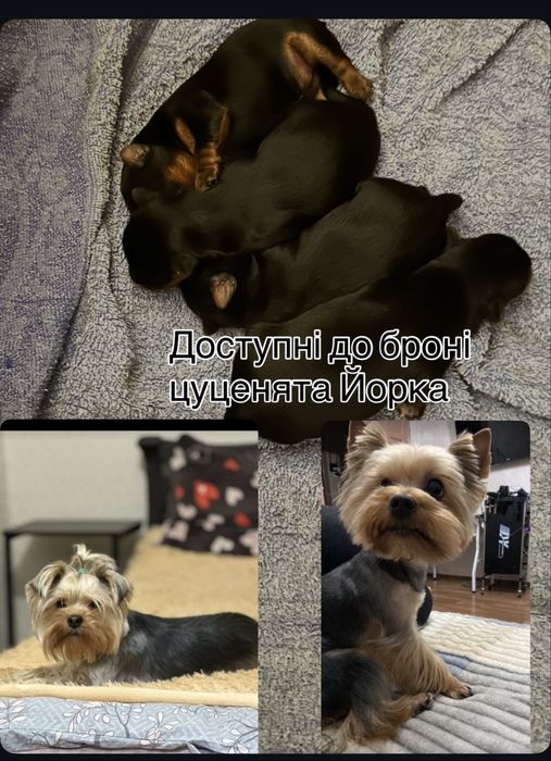 У продажу цуценята Йорка