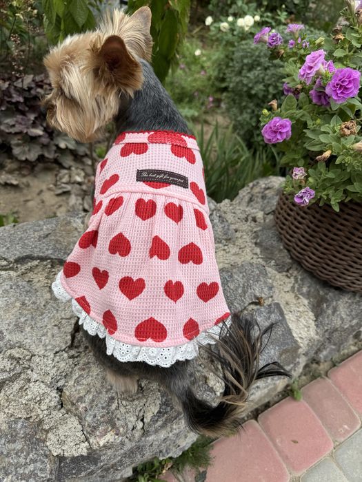 Одяг для собачки