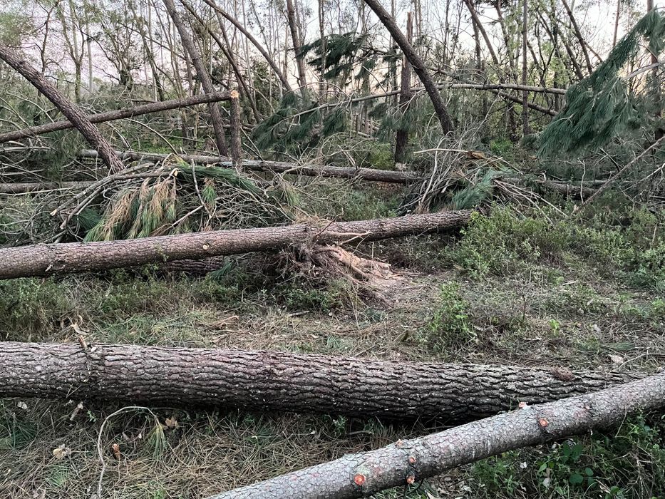 Troncos de pinho para venda – Leiria