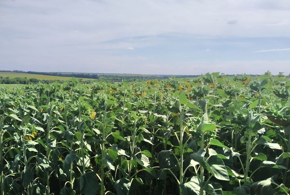 Продажа земли с/хоз назначения