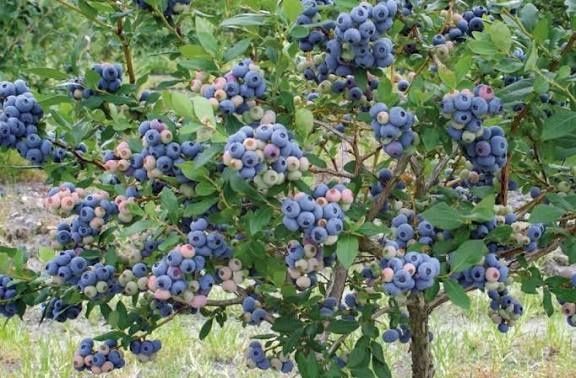 Саджанці Лохини від 1 до 5 років