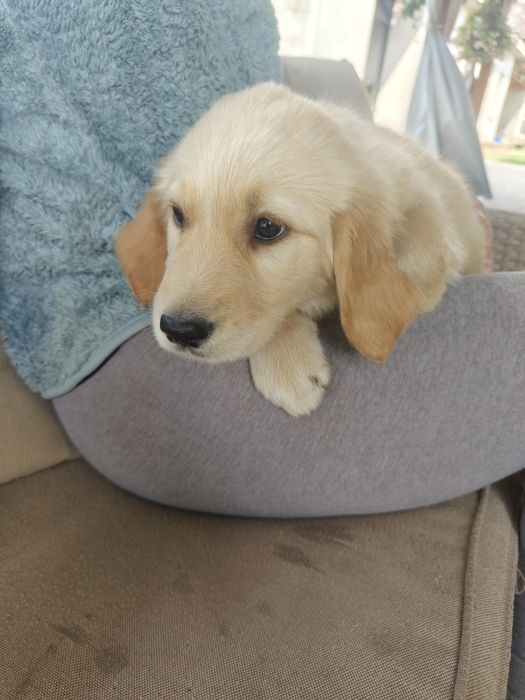 Golden Retriever rezerwacja