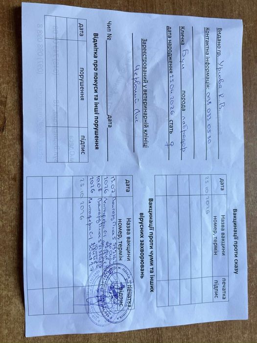 продам собаку лабрадор