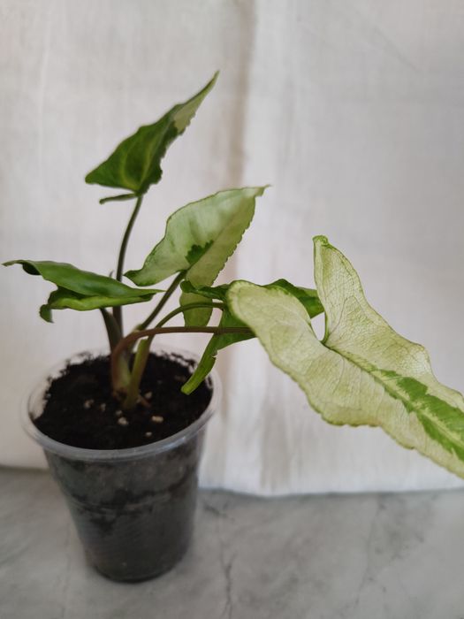 Сингониумы Три короля, Жаде Пересылаю Укр.почтой, НП, пос: 80 грн