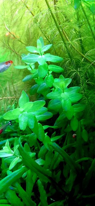 Акваріумні рослини