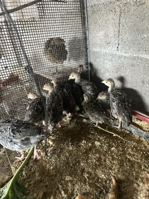 Tenho para dispensar perus, patos, ganços pombos correios caturras e coelhos