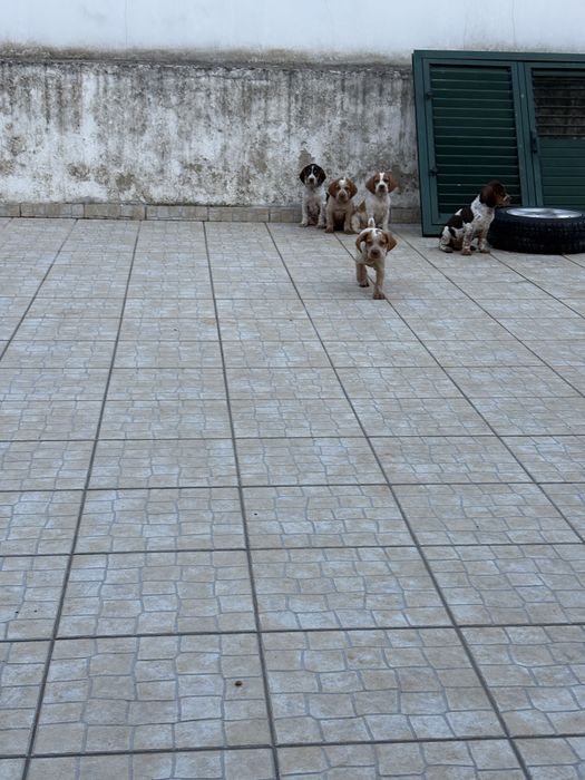 Cachorros de caça