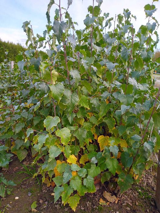 Sadzonki drzew leśnych