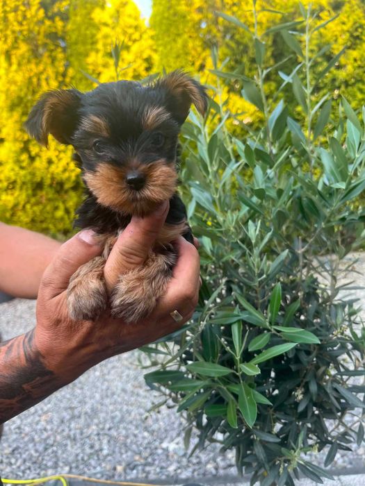Yorkshire terrier
