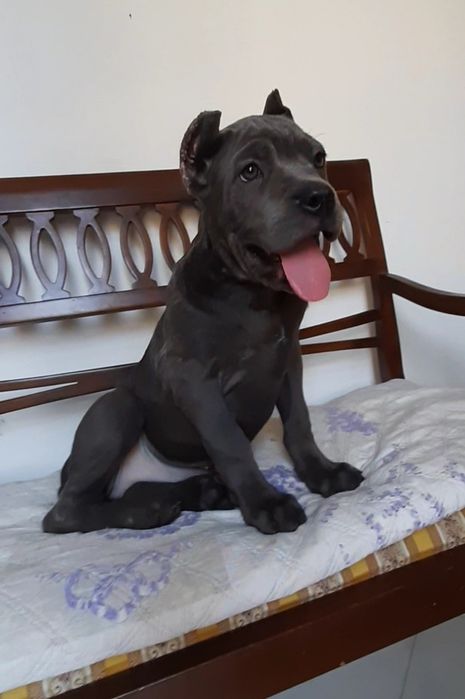 купірувана дівчинка кане корсо