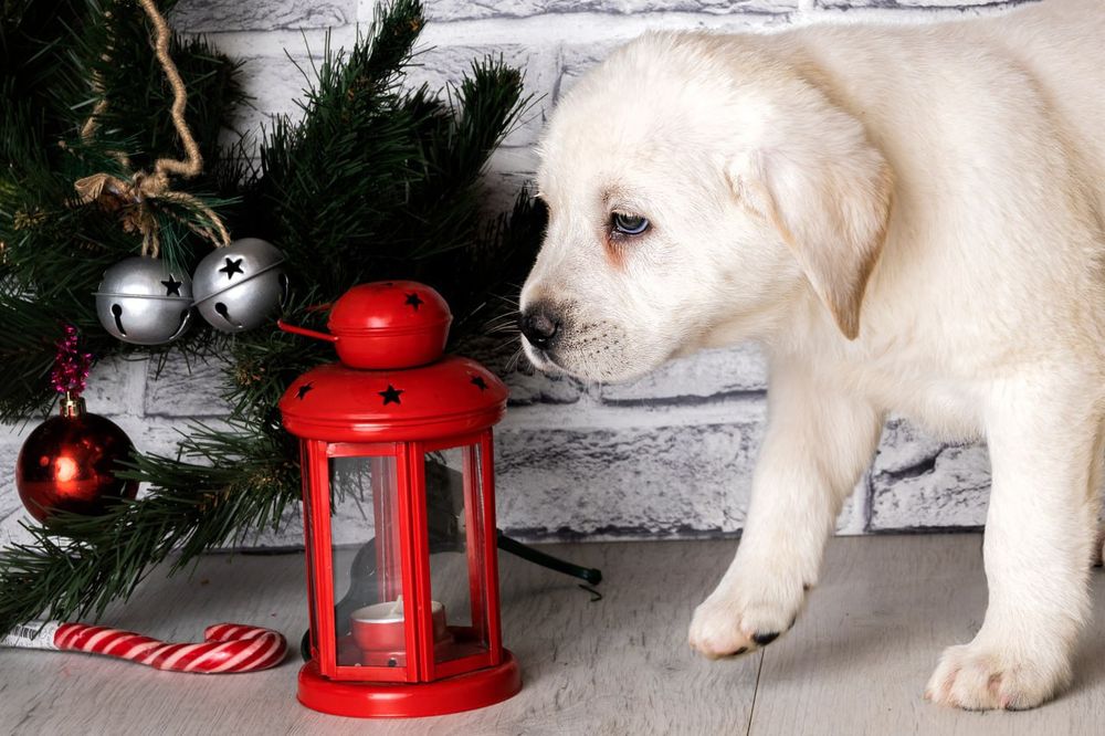 Предлагается к продаже щенок лабрадора ретривера!
Щенки имеют:
• Meтри