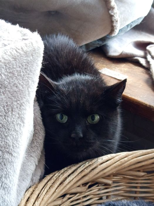 Niezależny Nergal szuka cierpliwego domu